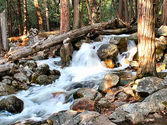 flowing-water-over-rocks-and-trees